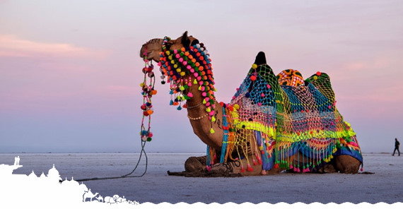 Tourists enjoying a camel ride across the salt flats of White Rann during Rann Utsav in Kutch, Gujarat