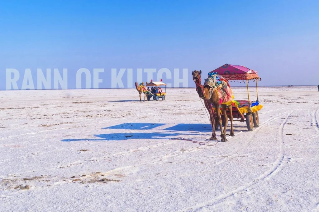Endless white salt desert of the White Rann in Kutch under a clear blue sky during Rann Utsav